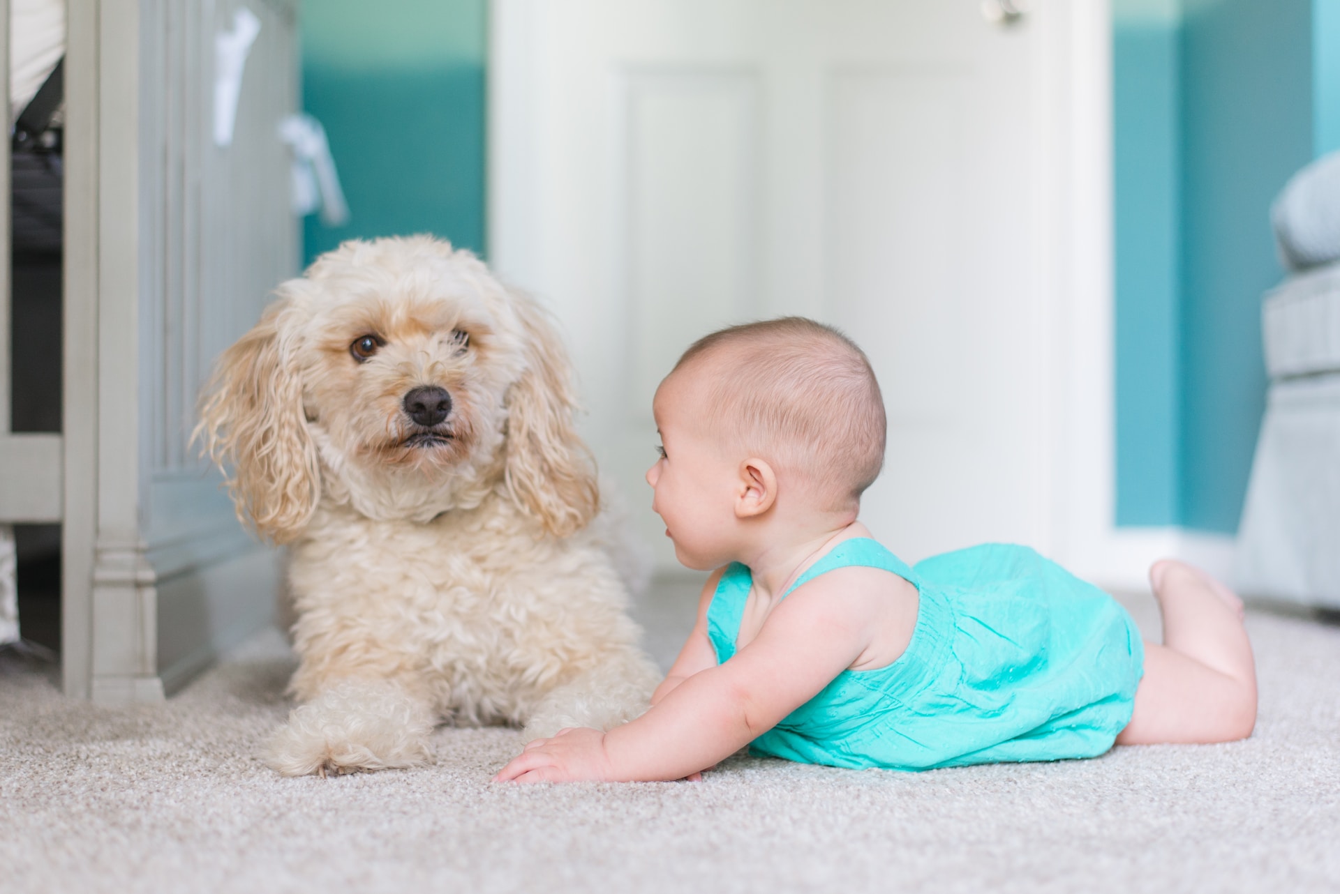 Revitalize Your Floors: The Ultimate Guide to Deep Cleaning Carpets!